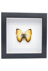 Nature Deco Cymothoe Reinholdi in luxury 3D frame 17 x 17 cm