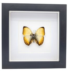 Nature Deco Cymothoe Reinholdi in luxury 3D frame