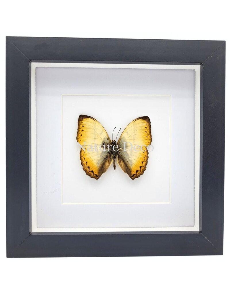 Nature Deco Cymothoe Reinholdi in luxury 3D frame 17 x 17 cm