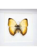 Nature Deco Cymothoe Reinholdi in luxury 3D frame 17 x 17 cm