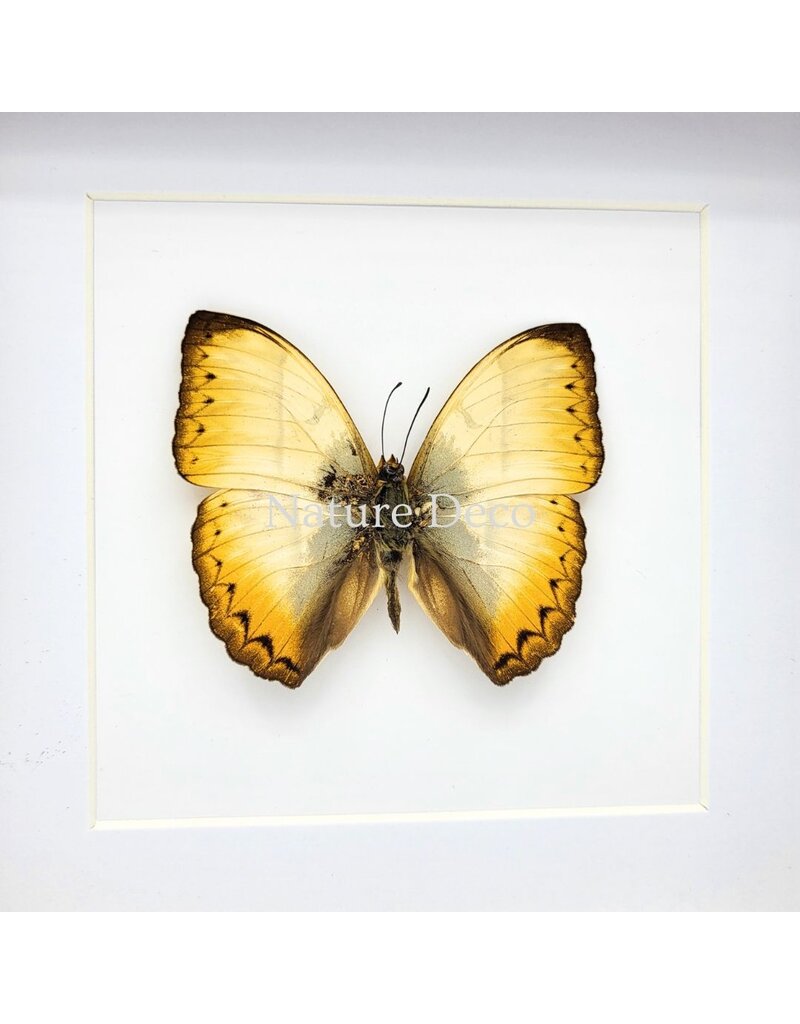 Nature Deco Cymothoe Reinholdi in luxury 3D frame 17 x 17 cm