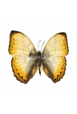 Nature Deco Cymothoe Reinholdi in luxury 3D frame 17 x 17 cm