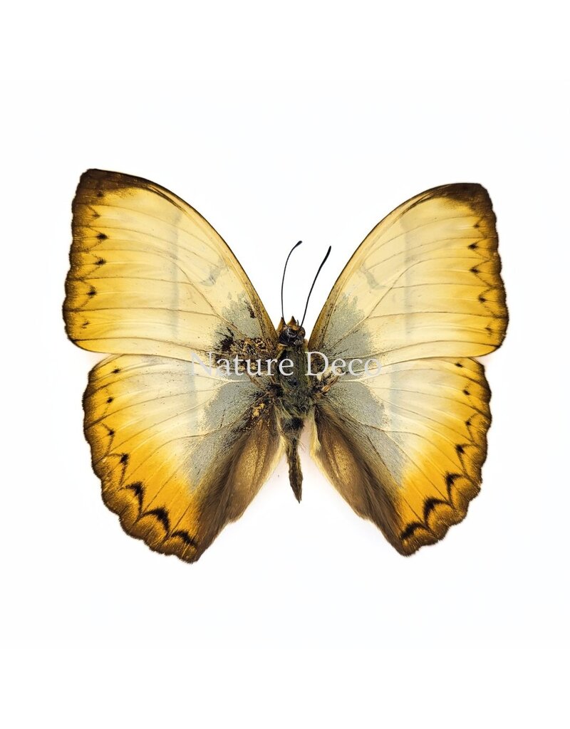 Nature Deco Cymothoe Reinholdi in luxury 3D frame 17 x 17 cm