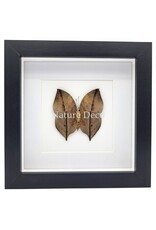 Nature Deco Kallima inachus (Dead Leaf Butterfly) underside in luxury 3D frame 17 x 17 cm