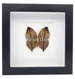 Nature Deco Kallima inachus (Dead Leaf Butterfly) underside in luxury 3D frame