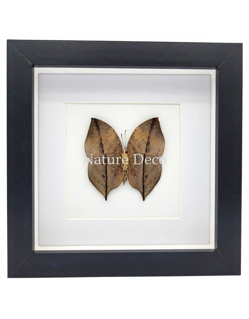 Nature Deco Kallima inachus (Dead Leaf Butterfly) underside in luxury 3D frame 17 x 17 cm