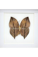 Nature Deco Kallima inachus (Dead Leaf Butterfly) onderkant in luxe 3D lijst 17 x 17 cm