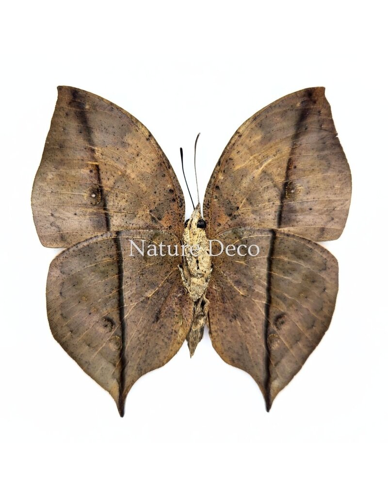Nature Deco Kallima inachus (Dead Leaf Butterfly) onderkant in luxe 3D lijst 17 x 17 cm
