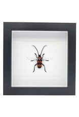 Nature Deco Paveia superba in luxury 3D frame, 17 x 17 cm