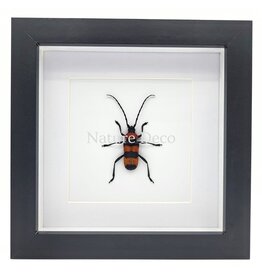 Nature Deco Paveia superba in luxury 3D frame