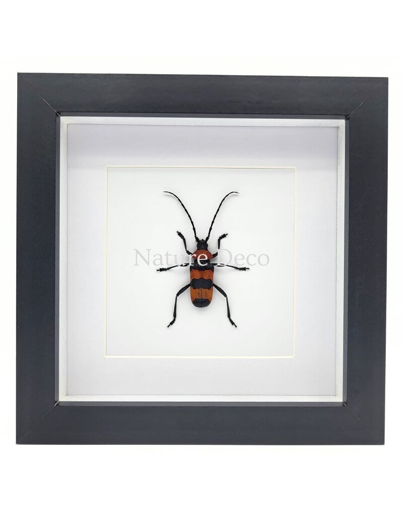 Nature Deco Paveia superba in luxury 3D frame, 17 x 17 cm