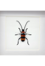 Nature Deco Paveia superba in luxury 3D frame, 17 x 17 cm