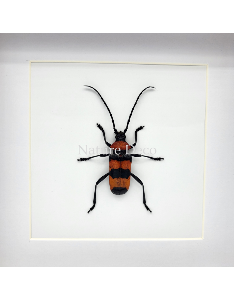 Nature Deco Paveia Superba in luxe 3D lijst 17 x 17 cm