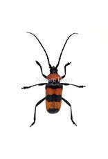 Nature Deco Paveia Superba in luxe 3D lijst 17 x 17 cm