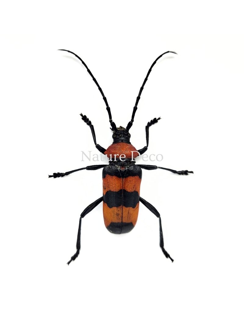 Nature Deco Paveia Superba in luxe 3D lijst 17 x 17 cm