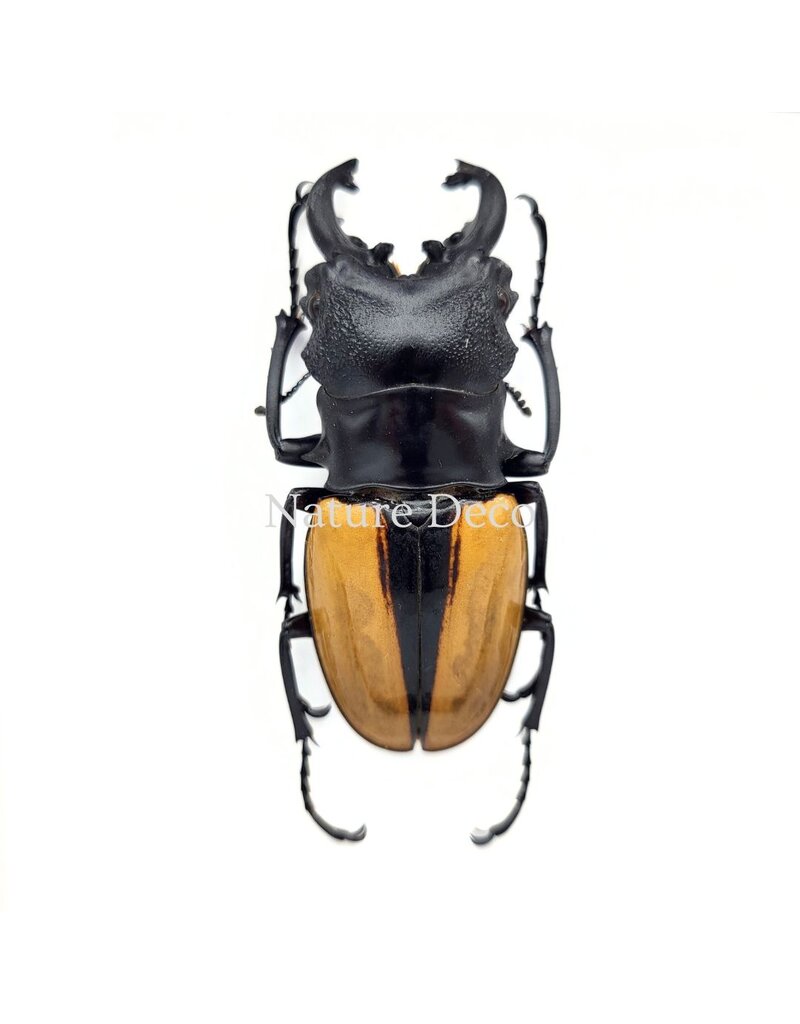 Nature Deco Odontolabis ludekingi (stag beetle) in luxury 3D frame, 17 x 17 cm