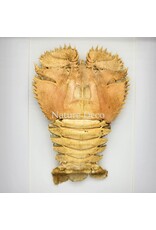 Nature Deco Lobster Ibacus ciliatus (Japanese fan lobster) in luxury 3D frame, 22 x 17 cm