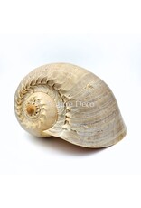 . Melo Diadema schelp