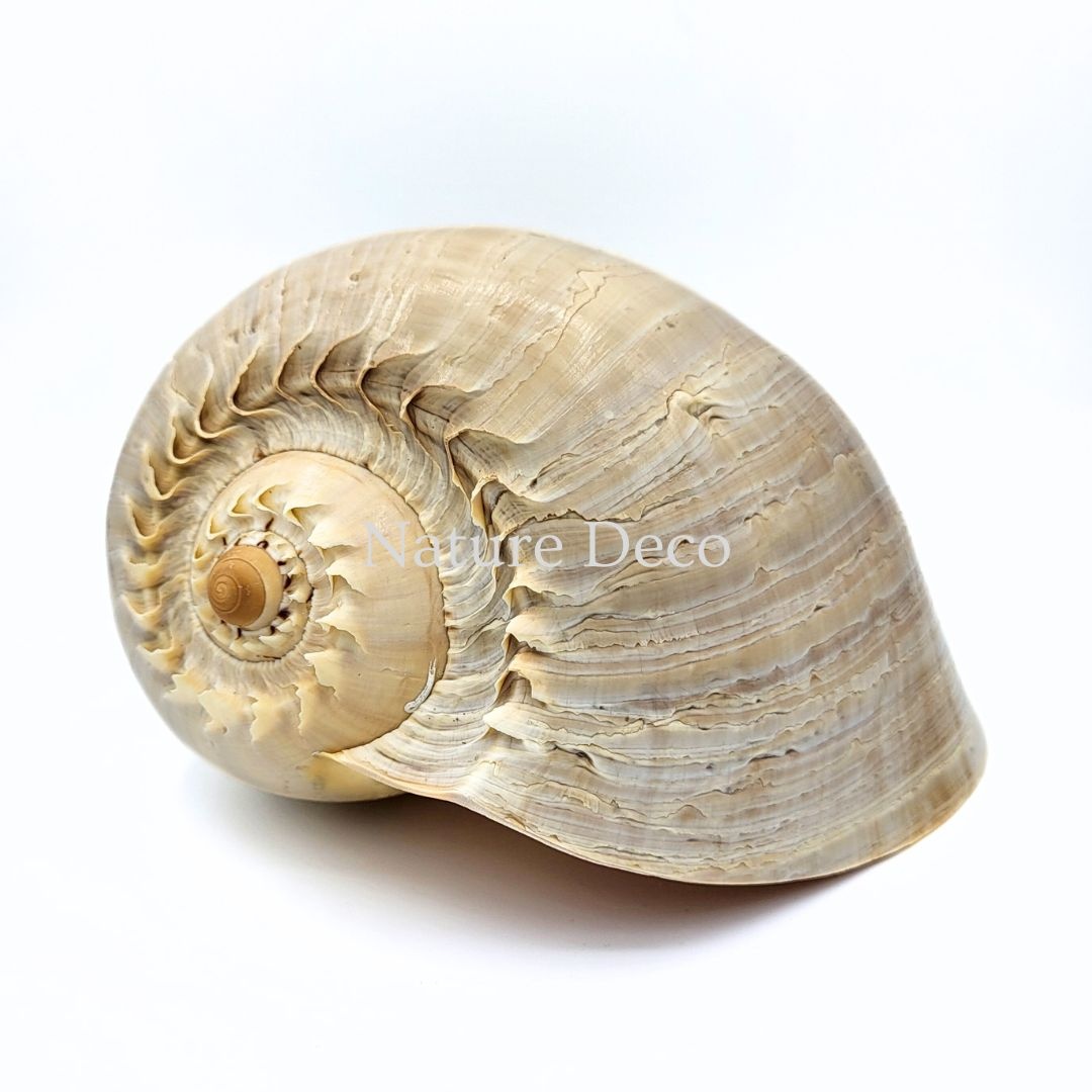 Melo diadema shell - Nature Deco