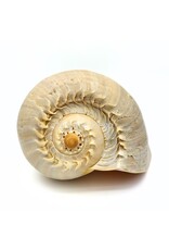 . Melo Diadema schelp