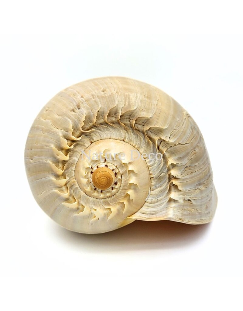 . Melo Diadema schelp