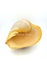 . Melo Diadema schelp