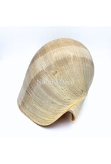 . Melo Diadema schelp
