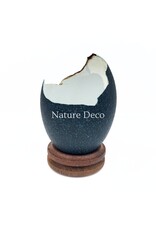 . Broken emu egg