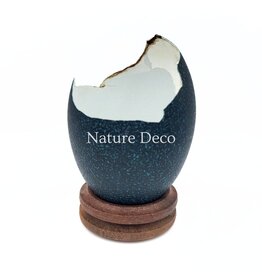 . Broken emu egg