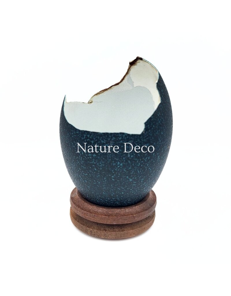 . Broken emu egg