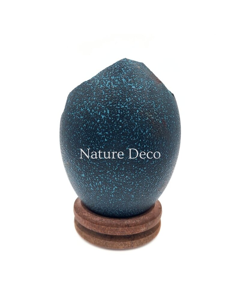 . Broken emu egg