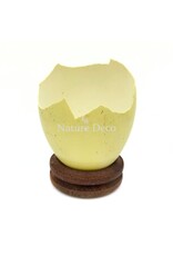 . Broken rhea egg