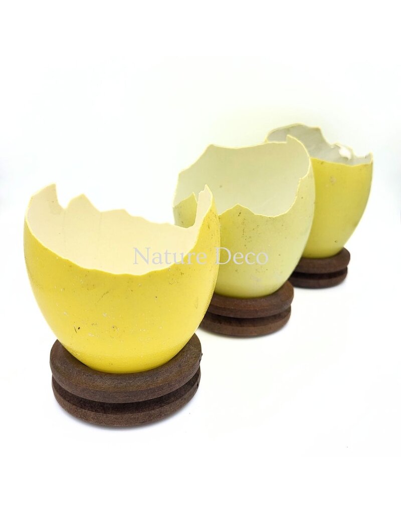 . Broken rhea egg
