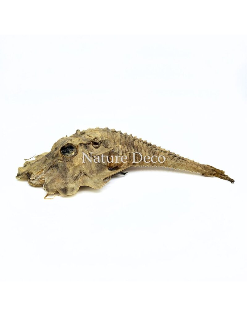 . B-keus Jaggedhead Gurnard (Gargariscus Prionocephalus)
