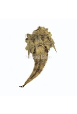 . B-keus Jaggedhead Gurnard (Gargariscus Prionocephalus)