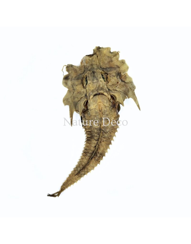 . B-keus Jaggedhead Gurnard (Gargariscus Prionocephalus)