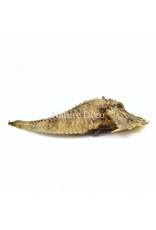 . B-keus Jaggedhead Gurnard (Gargariscus Prionocephalus)