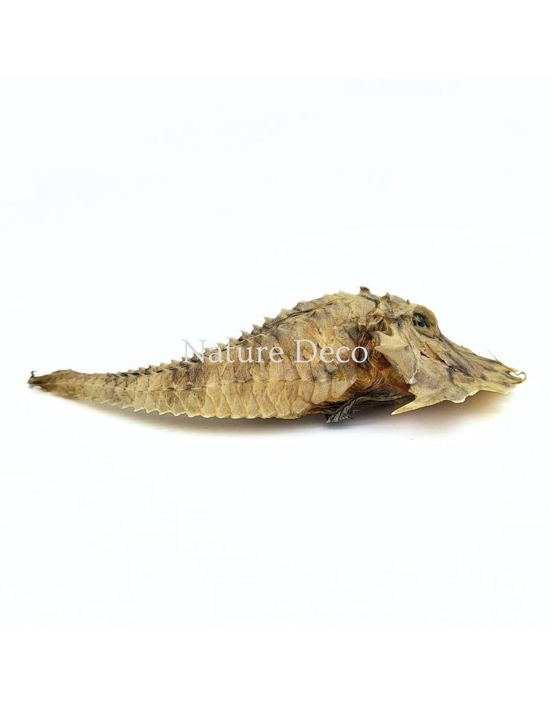 . B-keus Jaggedhead Gurnard (Gargariscus Prionocephalus)