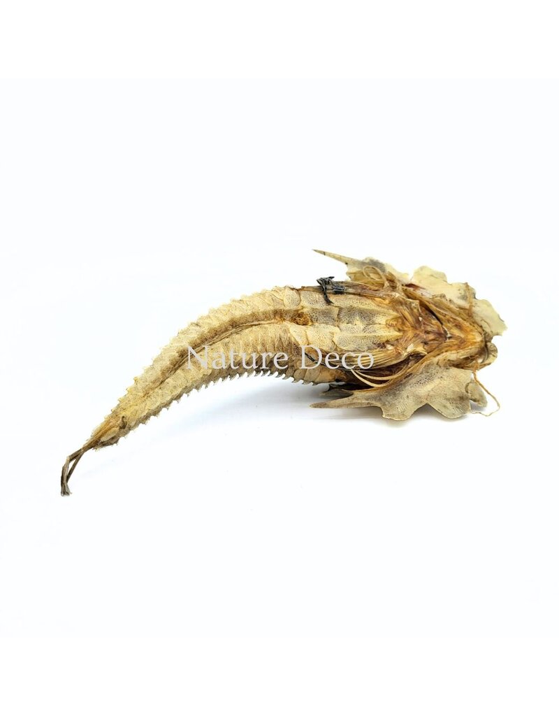. B-keus Jaggedhead Gurnard (Gargariscus Prionocephalus)
