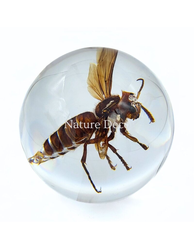 . Hornet in resin "sphere"