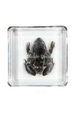 . Frog in resin 7 x 7 x 2 cm