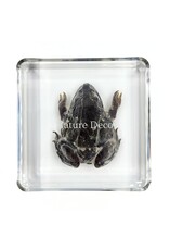 . Kikker in hars 7 x 7 x 2 cm