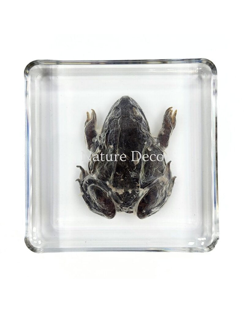 . Frog in resin 7 x 7 x 2 cm
