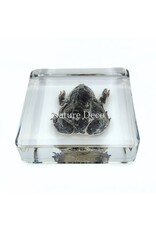 . Frog in resin 7 x 7 x 2 cm