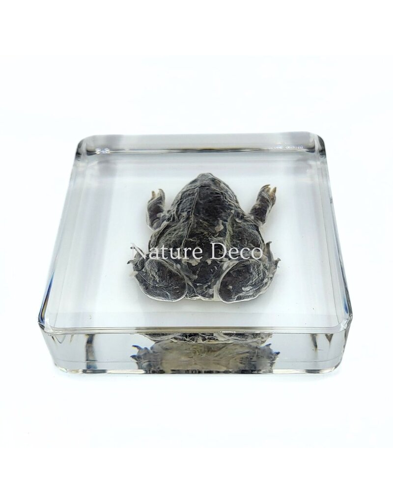 . Frog in resin 7 x 7 x 2 cm