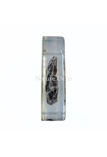 . Frog in resin 7 x 7 x 2 cm