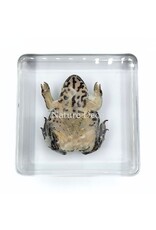 . Frog in resin 7 x 7 x 2 cm