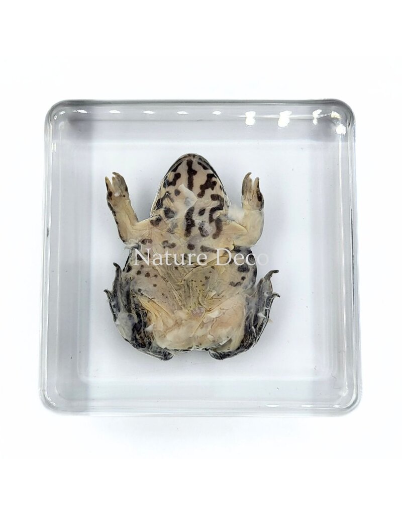 . Frog in resin 7 x 7 x 2 cm