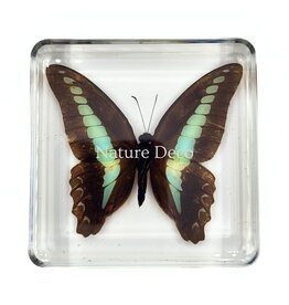 . Butterfly in resin #6