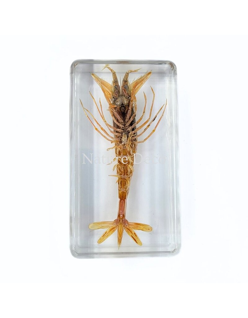 . Zeegarnaal in hars 7,5 x 4 x 2 cm